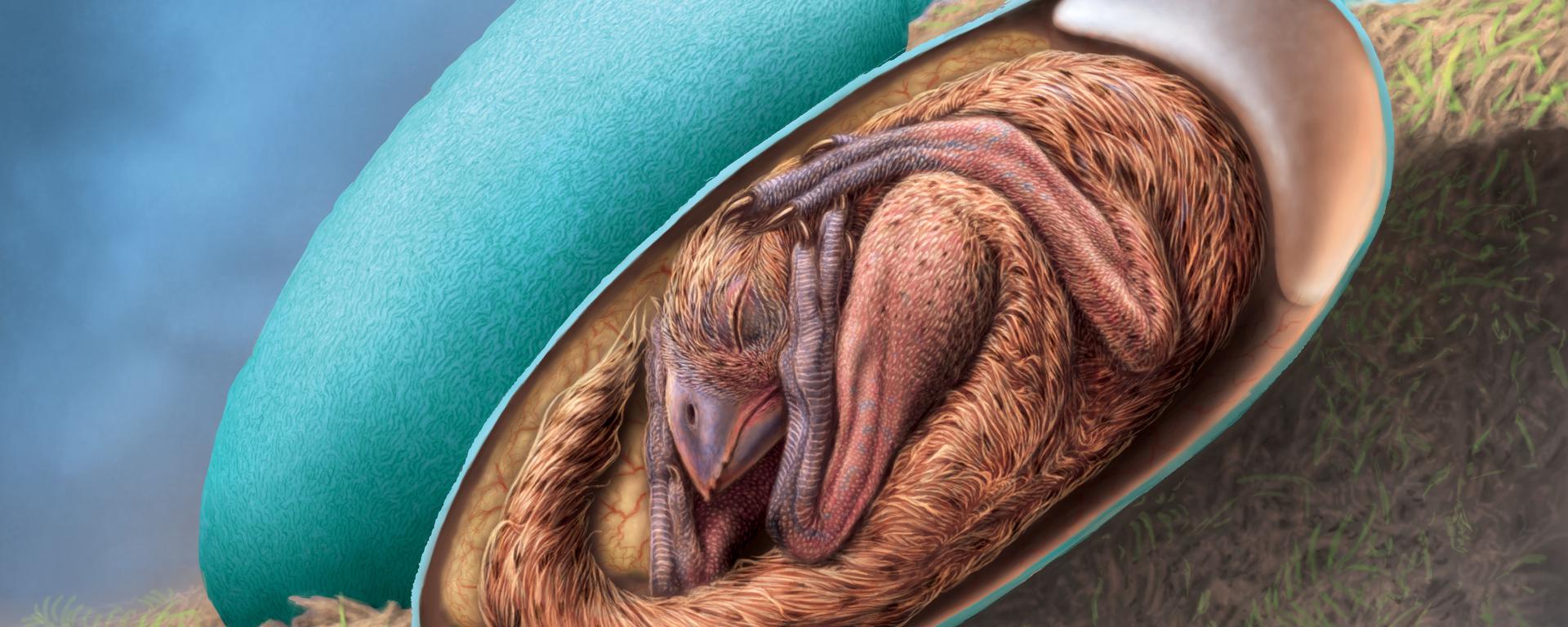 An artist reconstruction of a baby oviraptorid in its egg.