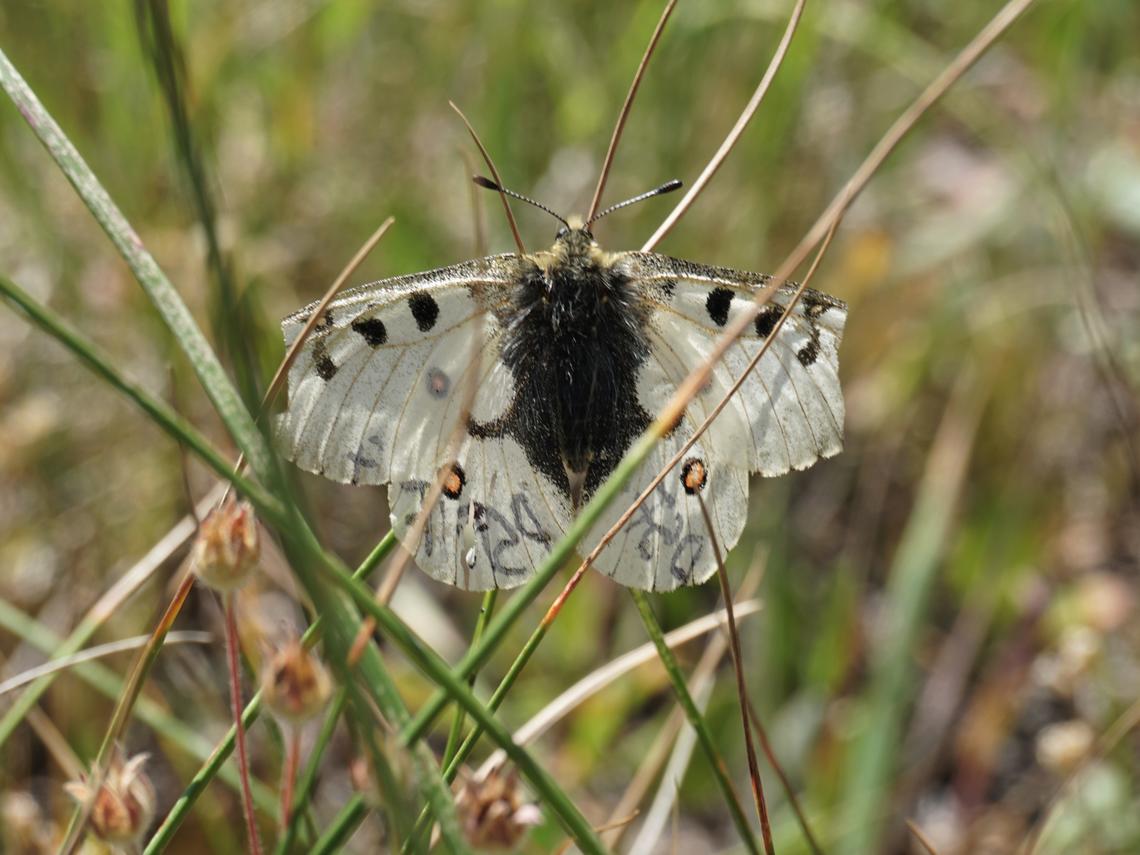 A female Parnassius smintheus that has been marked and sampled