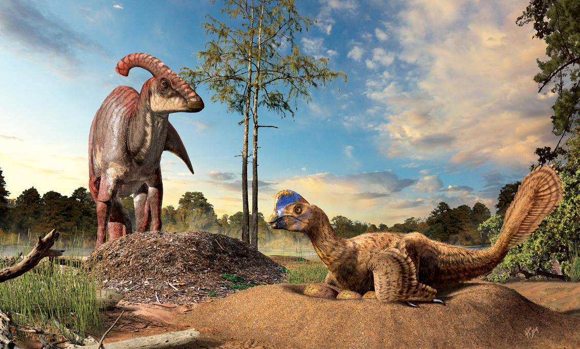 A reconstruction of dinosaurs nesting shows a duckbill dinosaur in the background with its eggs in a buried in a covered nest for incubation, and an oviraptorid dinosaur in the foreground incubating its eggs in an open nest. 