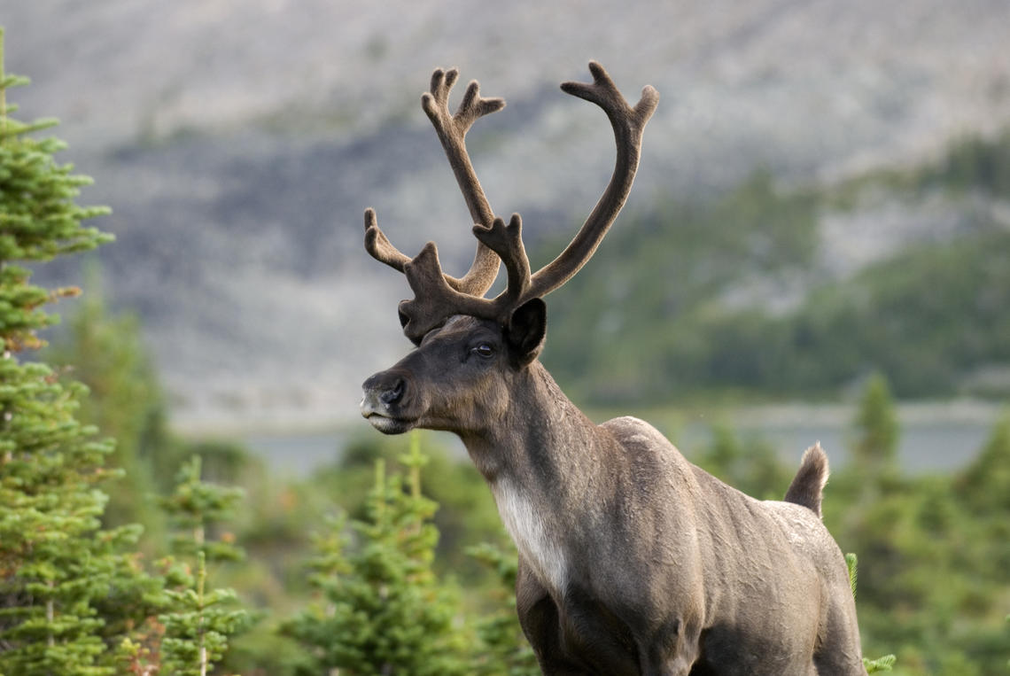 The UCalgary-led research is the first genomic study of caribou and the first to confirm the gene-driven balancing selection mechanism in a wild species in nature.
