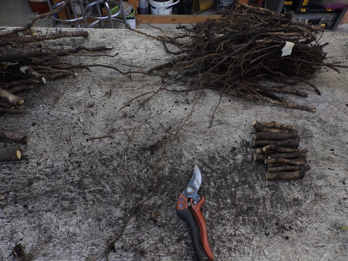 While the land for Aurora Hall was being excavated, the tree-cloning team collected cuttings and root samples to recover and conserve the genetics of the aspens and spruce in the area.