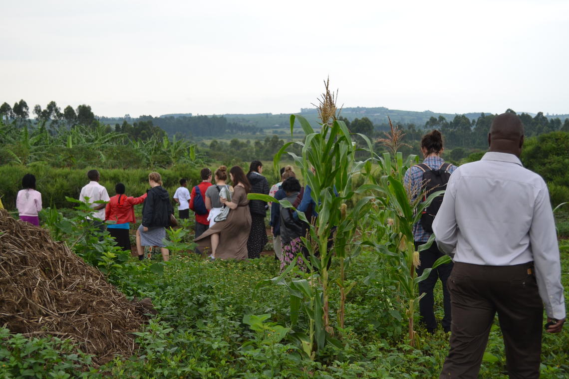 biofortified crops growing in Mabira Parish, Mbarara District