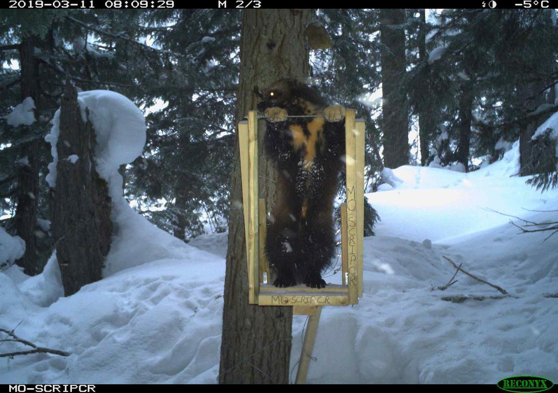 Wolverine at a bait station