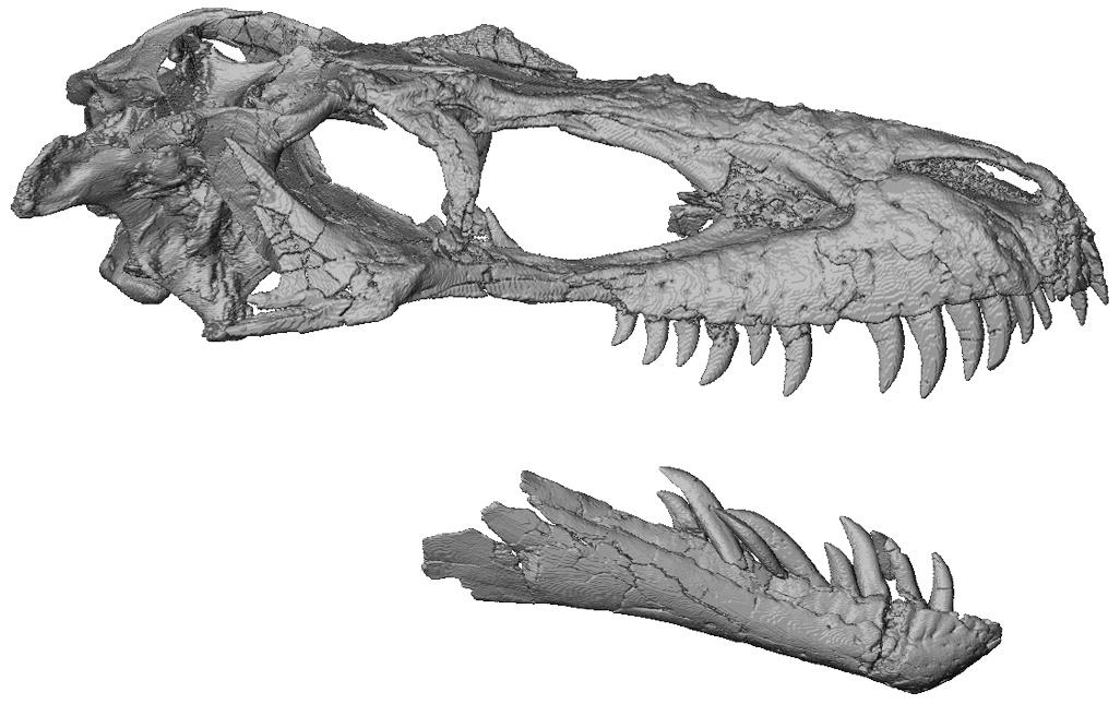 CT scan reconstruction of Gorgosaurus skull