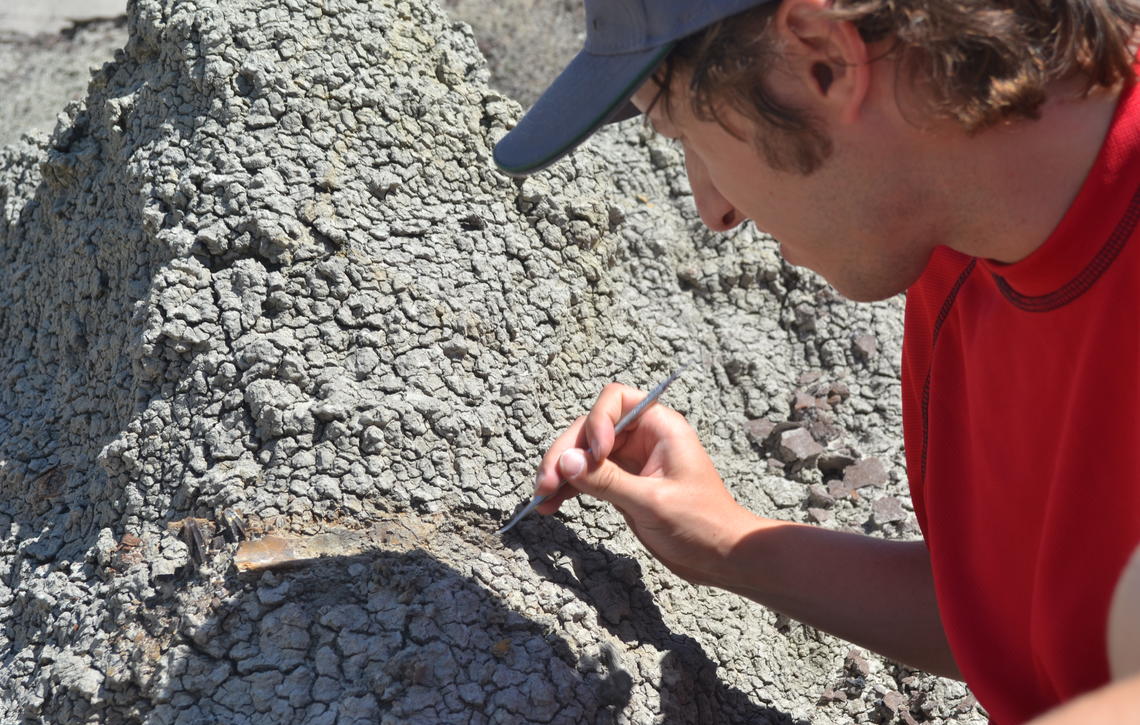 David Terrill examines a dinosaur fossil