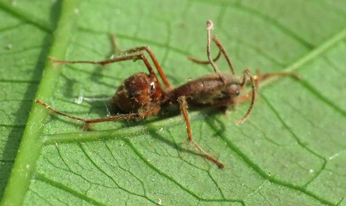 An ant after after being infected by the cordyceps fungus. The stalk protruding from the ant's head will produce spores to infect other ants. 