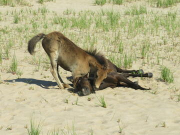 Two horses play in the grass