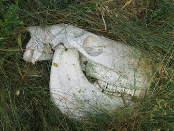 A horse skull