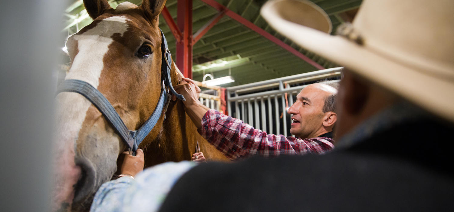 Vet Med researchers study health of gentle giants competing in Stampede's Heavy Horse Pull