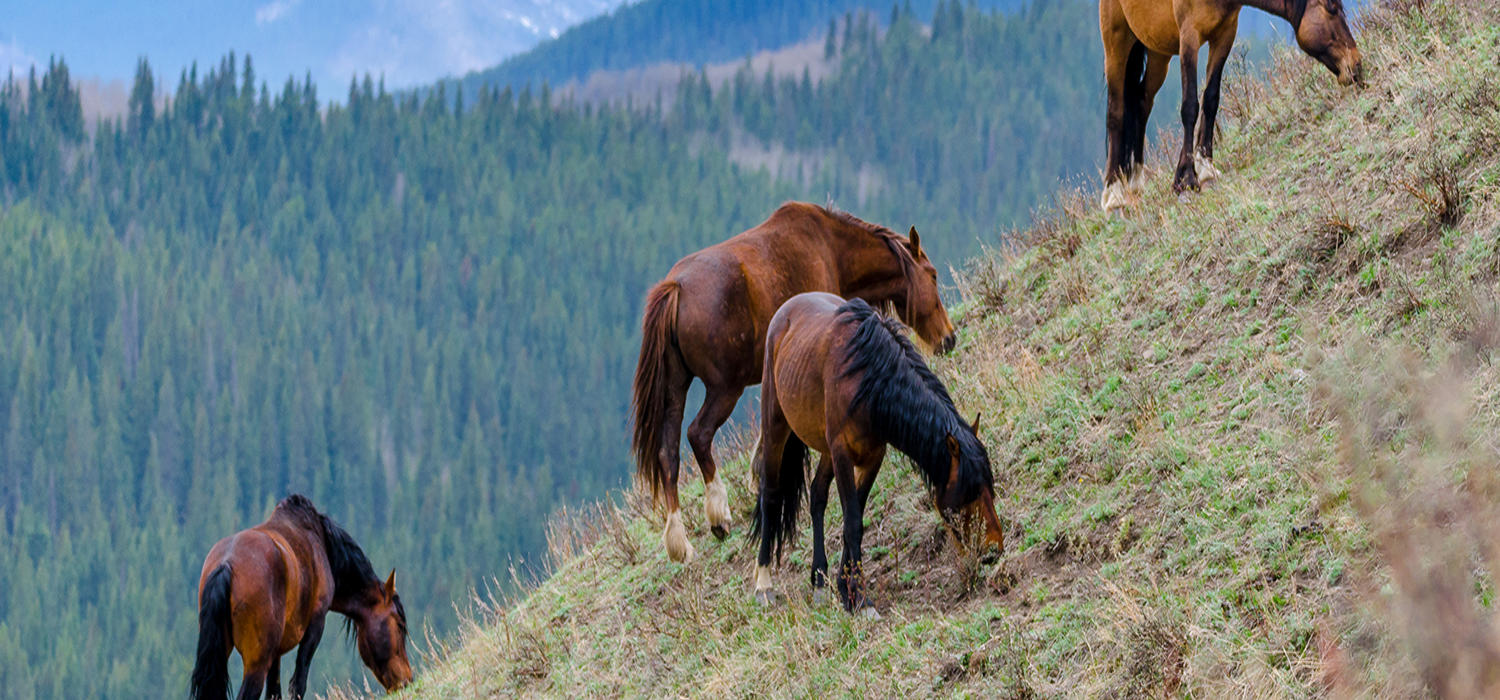 A herd of wild horses grazing in the Alberta foothills