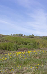 Colorful Indigenous grassland blankets Nose Hill