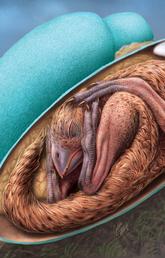 Artist's reconstruction of baby oviraptorid in its egg.