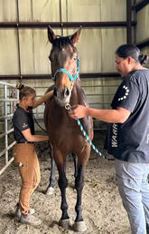 Vet med student Natalia Feschuk assesses racing horse with owner Jarett Pretty Young Man.