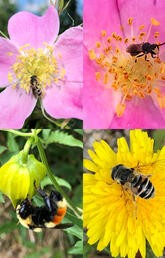 Some of the most commonly observed pollinator species in Calgary.