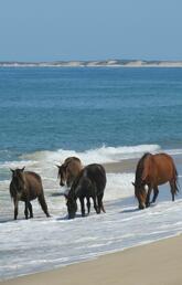 Wild horses on the beach on Sable Island