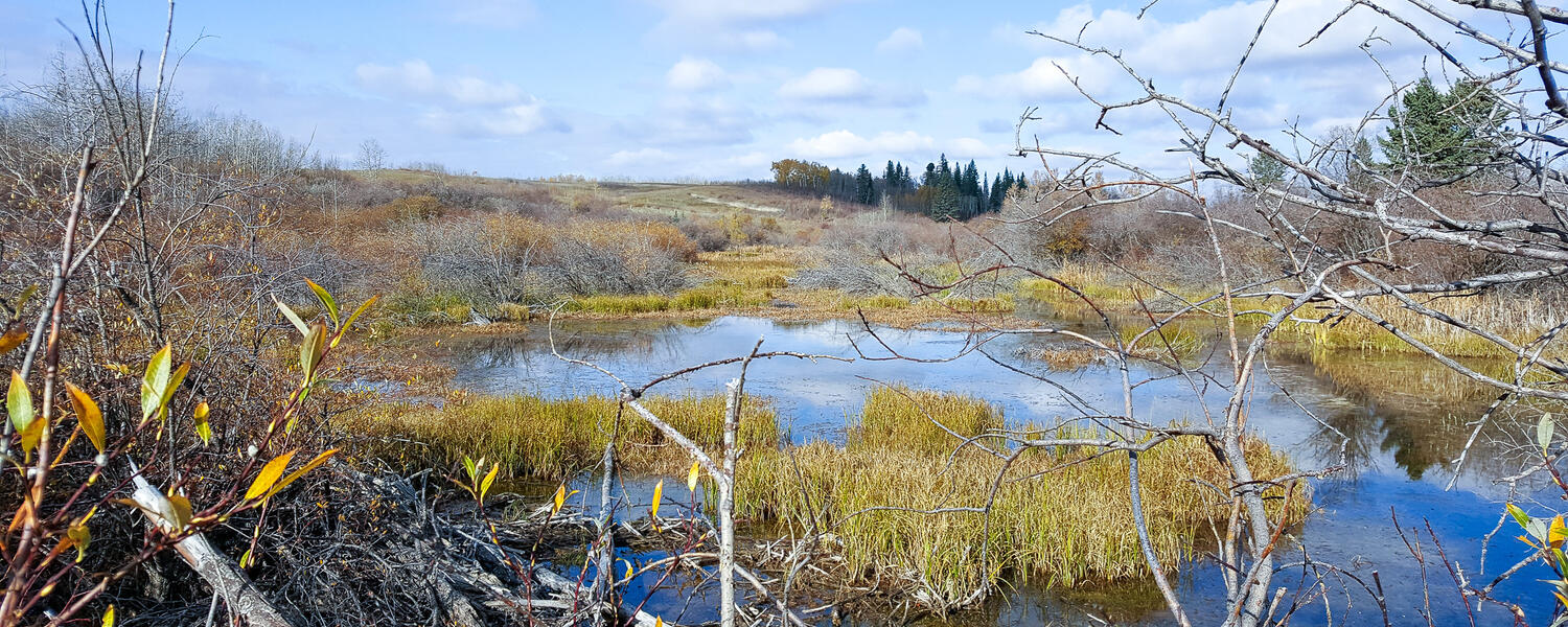 An Albertan pond in the Fall/Winter.